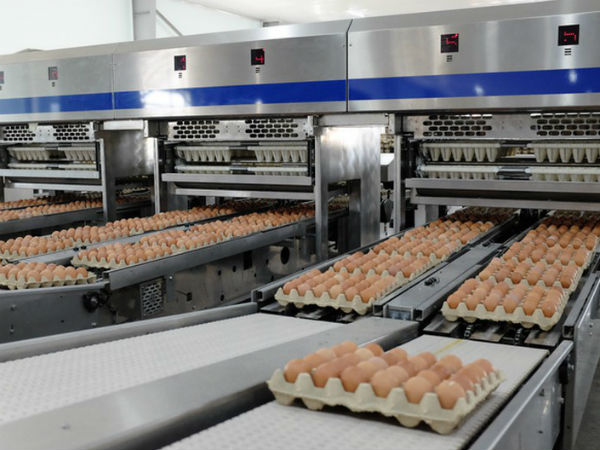 Cty tỷ phú Trần Đình Long bán 550 nghìn trứng/ngày... kiếm đậm?