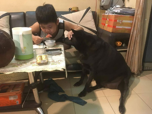 Sợ chó cưng 'đau lòng', cậu bé vừa ăn xúc xích vừa có hành động khiến tất cả không thể nhịn cười