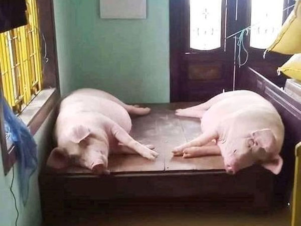 Hình ảnh 2 chú heo nằm ngủ trên giường, xung quanh mênh mông nước vì lũ dâng cao khiến nhiều người xót xa
