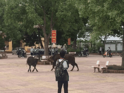 Hai chú bò 'giao chiến' ngay trong sân trường, học sinh sợ hãi hú hét