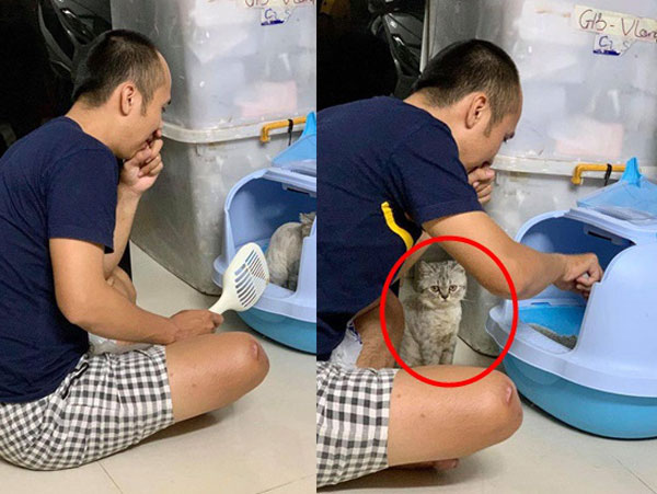 Thấy chồng tự nhiên chăm chỉ đột xuất đi dọn chất thải cho mèo, vợ cười bò khi biết lý do thực sự