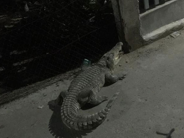 Cá sấu sổng chuồng bò lên nằm trên sân nhà dân ở Cà Mau