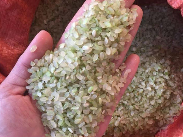 Đặc sản Yên Bái: Loại gạo ngậm sương, không dám phơi nắng