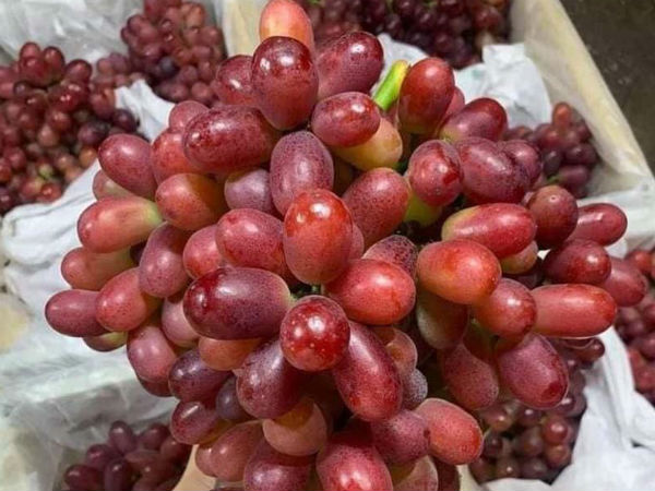 Bí mật về loại nho ruby ‘làm mưa làm gió’ trên thị trường