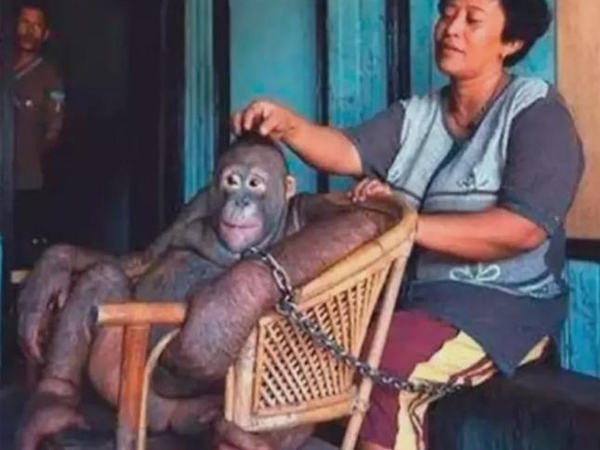 6 năm bị bắt làm nô lệ tình dục, bị giam cầm đánh đập làm trò 'mua vui' và đó chưa phải là tất cả sự hành hạ mà động vật phải gánh chịu