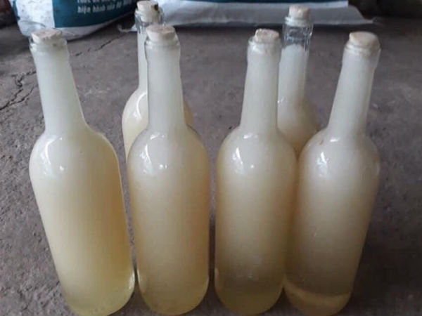 Mật ong trắng như sữa: Mỗi năm chỉ 1 lần, hàng hiếm từ đỉnh núi mây