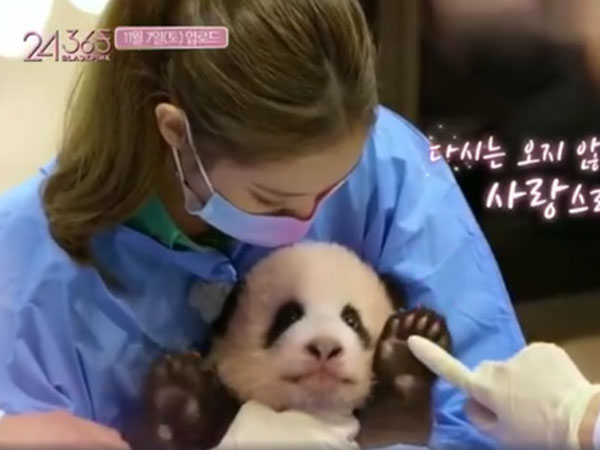 BLACKPINK vướng tranh cãi lớn khi vô tư ôm gấu trúc khi đang make up, có nhiều hành động thân mật không đảm bảo an toàn khiến Cnet phẫn nộ