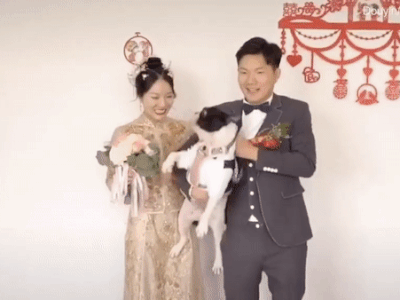 Chú chó có 'máu ghen Hoạn Thư', tung cước đá thẳng bụng cô dâu để thị uy: Ai mới là "chính cung" trong nhà này?