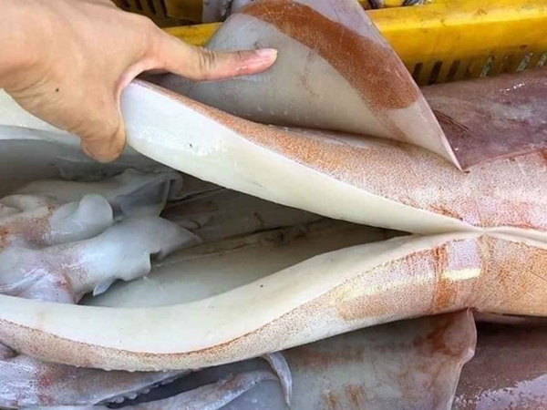 Dân buôn tiết lộ bất ngờ về loại mực khổng lồ bán rẻ 55.000 đồng/kg đang gây 'sốt'