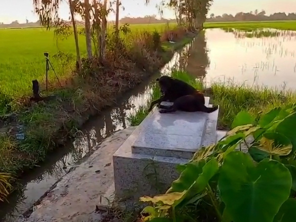 Kỳ lạ chuyện chú chó ở miền Tây quấn quýt bên mộ chủ suốt 3 năm không rời: 'Ai cho nó đồ ăn nó cũng đem ra để trước mộ, trừ khi mưa thôi còn nắng ráo là cứ nằm đó'