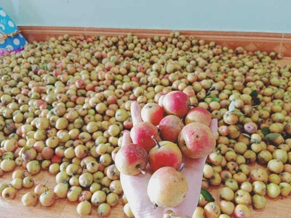 Quả rừng ngâm rượt Tết, quý cô công sở đút túi chục triệu/tháng