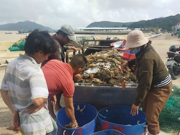 Đại nạn tôm hùm: 1 năm 3 đợt rớt giá, rồi chết trắng mất tiền tỷ
