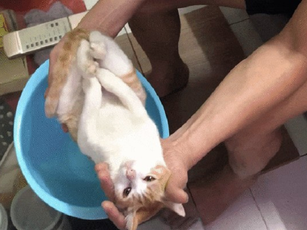 'Diễn viên' mèo nhập vai trẻ sơ sinh bất ngờ được lên báo quốc tế trở thành hiện tượng mạng khiến người người rần rần