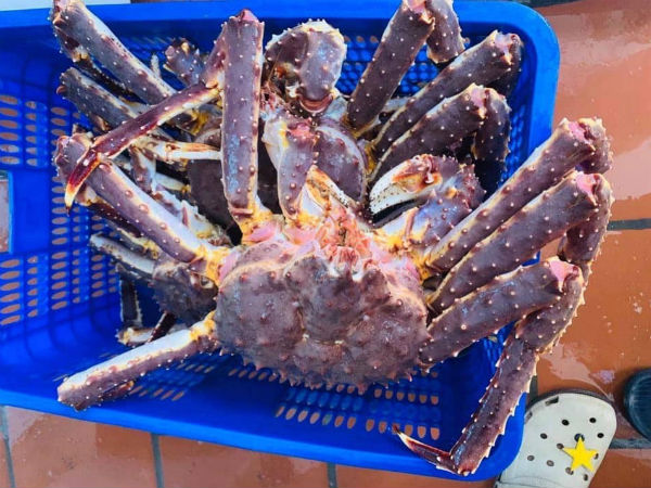 'Hoàng đế' hấp hối, bà nội trợ chung tiền mua cua siêu rẻ