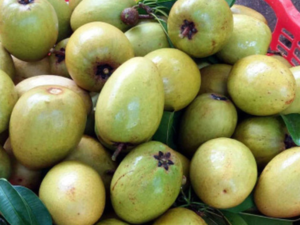Hồng xiêm được giá, nhà vườn Tiền Giang nhân rộng diện tích