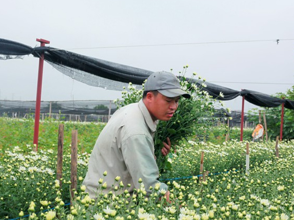 Làng Tây Tựu bận rộn, giá hoa tăng cao cận ngày 20/11