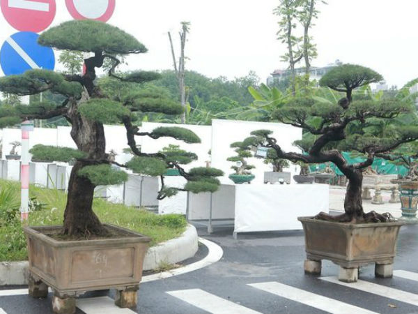 Ngắm 'vua phi lao' bonsai miền Bắc giá 1,5 tỷ chủ nhân chưa quyết bán