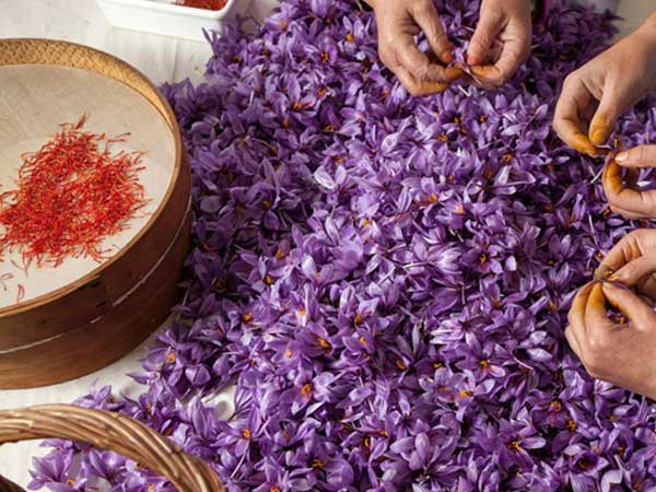 Nhà giàu Việt săn lùng nhụy hoa giá 450 triệu đồng/kg, chuyên gia chỉ rõ: Sẵn trong các thuốc rẻ tiền dễ kiếm!