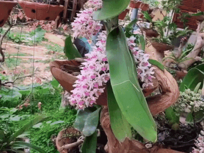 Tân Hoa hậu Việt Nam Đỗ Thị Hà khoe góc vườn rộng rãi của bố, nhìn 'sương sương' cũng đủ biết điều kiện gia đình