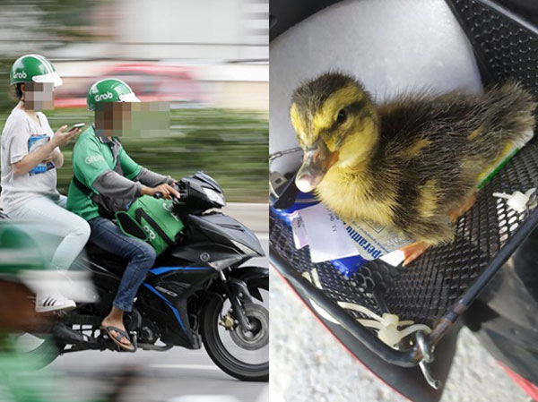 Phát hiện vật thể lạ, tài xế Grab xin lỗi khách rồi quay xe chạy ngược chiều, cái kết khiến cô gái thích thú