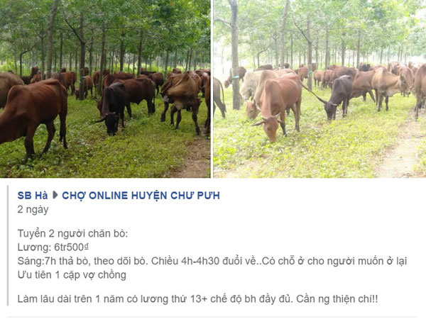 Bài đăng tuyển người chăn bò gây xôn xao mạng xã hội: Mức lương gần 7 triệu, có chỗ ngủ lại, được tham gia bảo hiểm xã hội, hưởng lương tháng 13