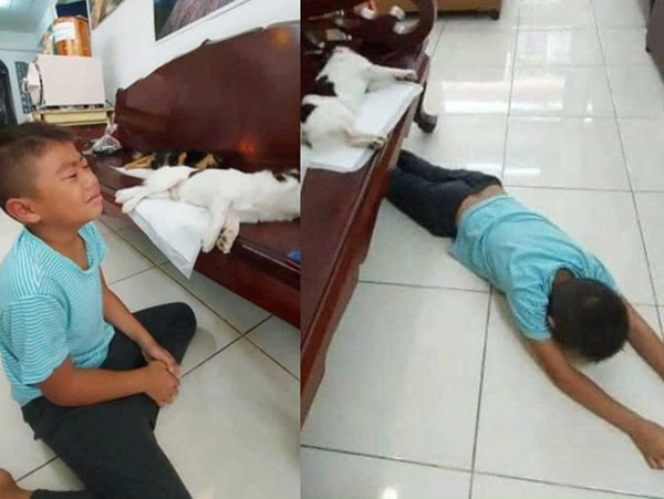 Đôi chó mèo đi triệt sản về nằm im thin thít, cậu bé tưởng 2 bạn đã chết, úp mặt xuống sàn gào khóc