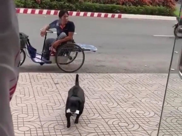 Theo ông chủ khuyết tật đi bán vé số, chú chó chân ngắn làm một hành động khiến ai nấy vừa nể vừa thương