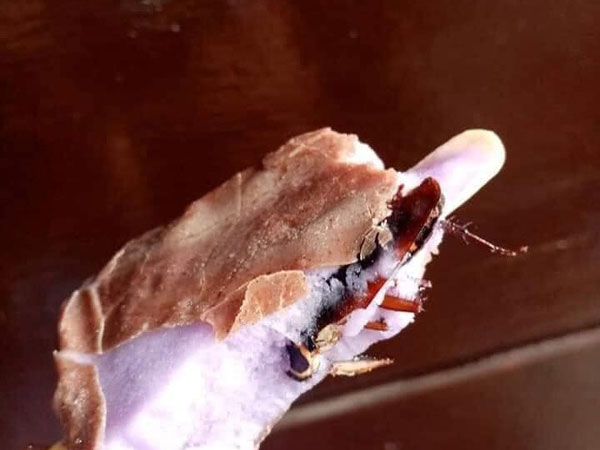 Ăn gần hết que kem mới phát hiện nguyên chú gián 'béo ngậy' ẩn giấu bên trong