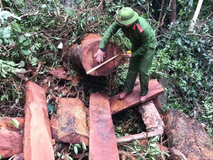 Hơn 100 chiến sĩ công an triệt phá kho gỗ quý