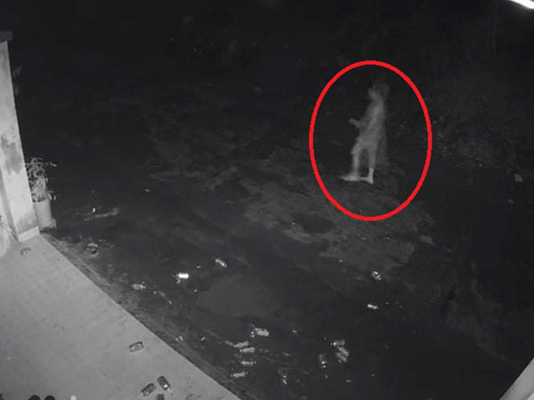 Truy tìm tài xế nghi tông chết người phụ nữ giữa đêm khuya rồi bỏ trốn