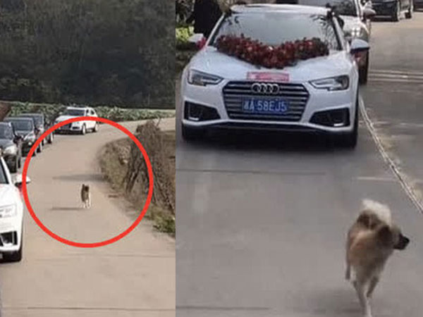 Bịn rịn không muốn cô chủ đi lấy chồng, chú chó chạy theo xe hoa hơn 10km, đến lúc kiệt sức hẳn mới đành dừng lại khiến ai nhìn cũng thương