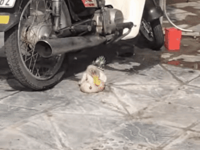 Chú vịt 'sành điệu' được mặc quần áo mỗi ngày 1 bộ, nhuộm lông đầu, đeo vòng cổ khiến ai cũng phải nhìn ở ngã tư Bạch Mai - Phố Huế