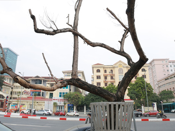 Những cây sưa đỏ 'mang giáp sắt', lắp camera theo dõi đã chết khô: Người Hà Nội xót xa, lo lắng