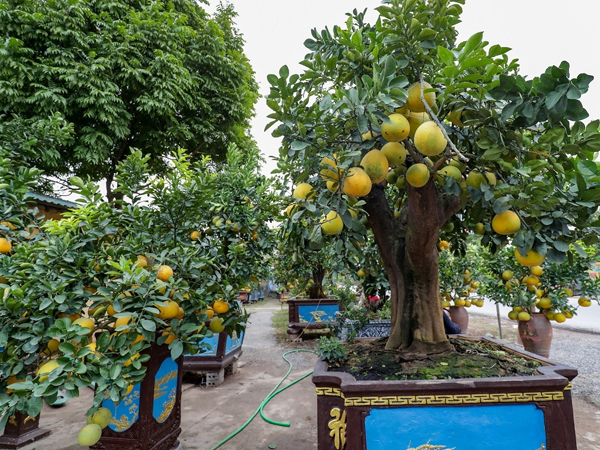 Vườn bưởi cảnh tiền tỷ vào vụ Tết
