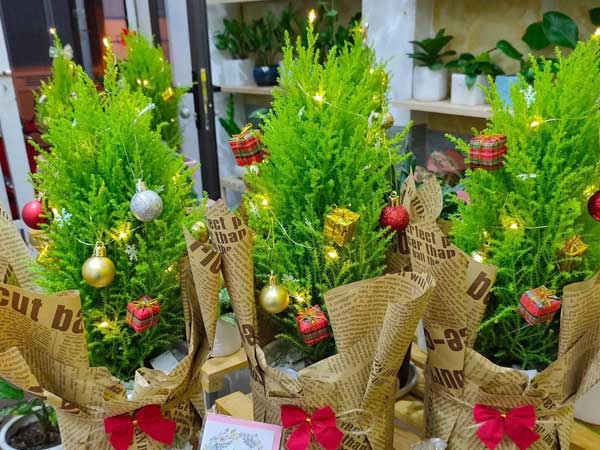 Tùng thơm mini giống hệt cây thông đắt khách Noel 2020