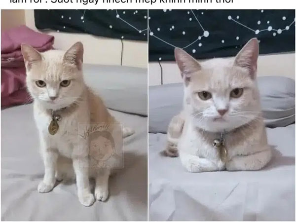 Tình cờ chuộc được chú mèo đáng yêu ngoài chợ mới vài ngày, cô gái đã phải hoảng hốt tìm chủ cũ vì biểu cảm này