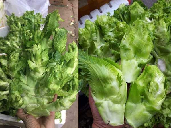 Sự thật đằng sau rau mầm đá xanh mướt giá 20.000 đồng/kg khiến ai cũng phải dè chừng