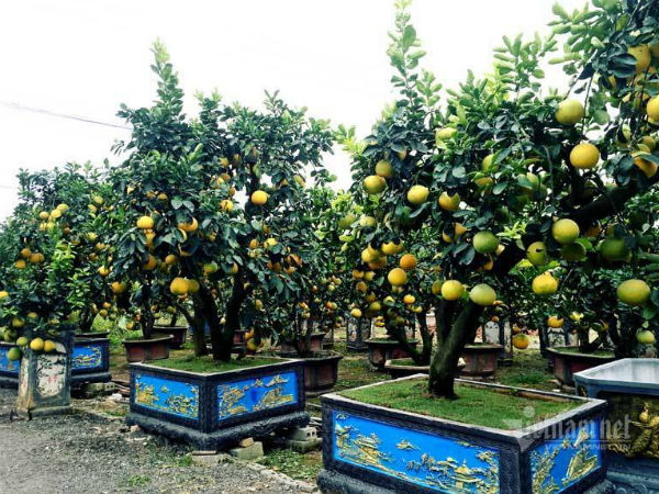 Chăm cây bưởi cổ ra 200 quả, chờ Tết bán đút túi 70 triệu đồng