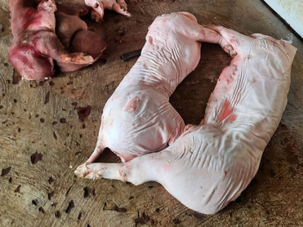 Phát hiện gần 1 tấn thịt lợn thối chuẩn bị đưa đi tiêu thụ