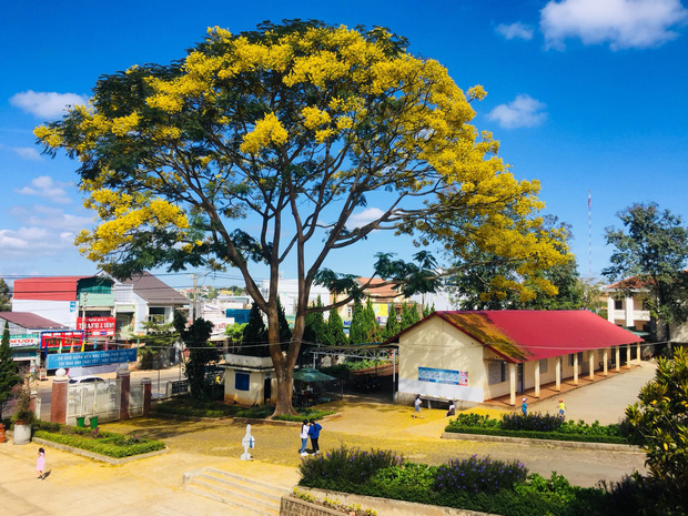 Cây phượng báo hiệu mùa hè của học trò ra hoa giữa đông, lại có màu vàng độc lạ, không ai nỡ quét đi vì đẹp quá