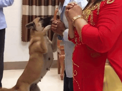 'Boss' phá đám cưới khi 'sen' đang làm lễ gia tiên cho con gái