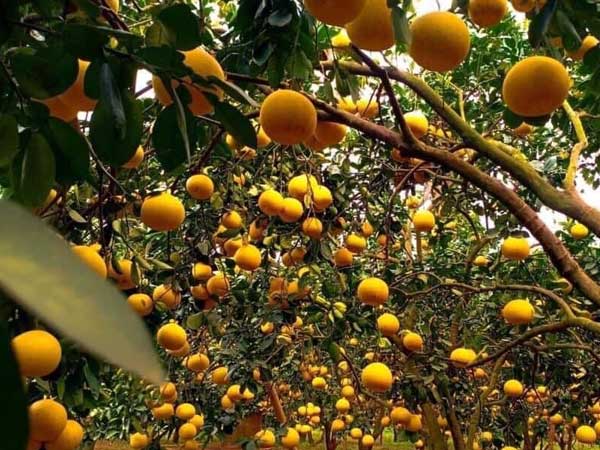 Bưởi Diễn 5 nghìn đồng/quả, đầu mùa loạn giá coi chừng dính lừa