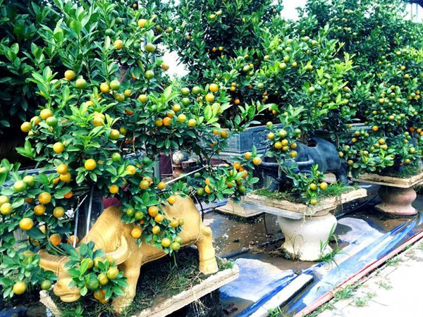 Video: Trâu 'cõng' quất bonsai bạc triệu, trồng ngàn cây vẫn không đủ bán