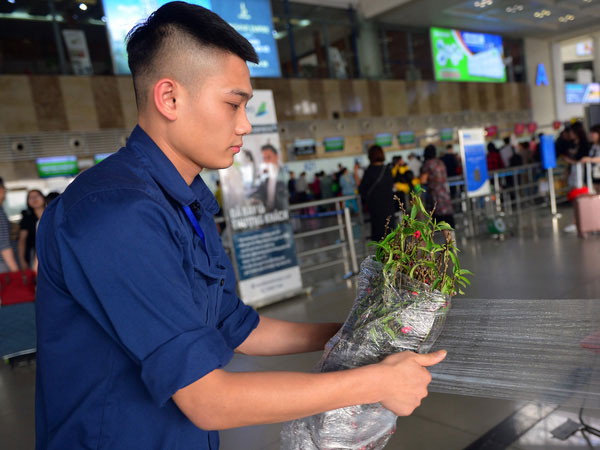 Các hãng hàng không nhận vận chuyển cành đào, cành mai dịp Tết Tân Sửu 2021
