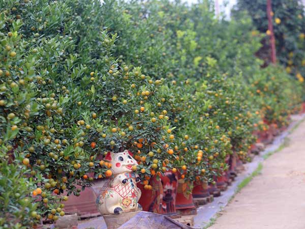 Hà Nội: Những vườn quất Tứ Liên tiền tỷ nhộn nhịp trước Tết