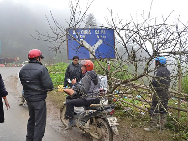 'Đào vùng cao xuống phố thực chất được trồng trong vườn, không phải đào rừng'