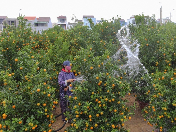 Làng quất Hội An vào vụ Tết