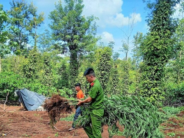 Sự thật việc trồng cần sa cho heo, gà ăn sẽ lớn nhanh