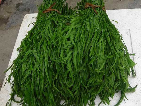 Đặc sản đứng xa cả mét vẫn bốc mùi hôi thối, dân đua nhau mua về thưởng thức