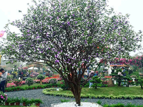Cây nhài cổ thụ hoa biến đổi màu, đại gia xếp hàng rước về chơi Tết